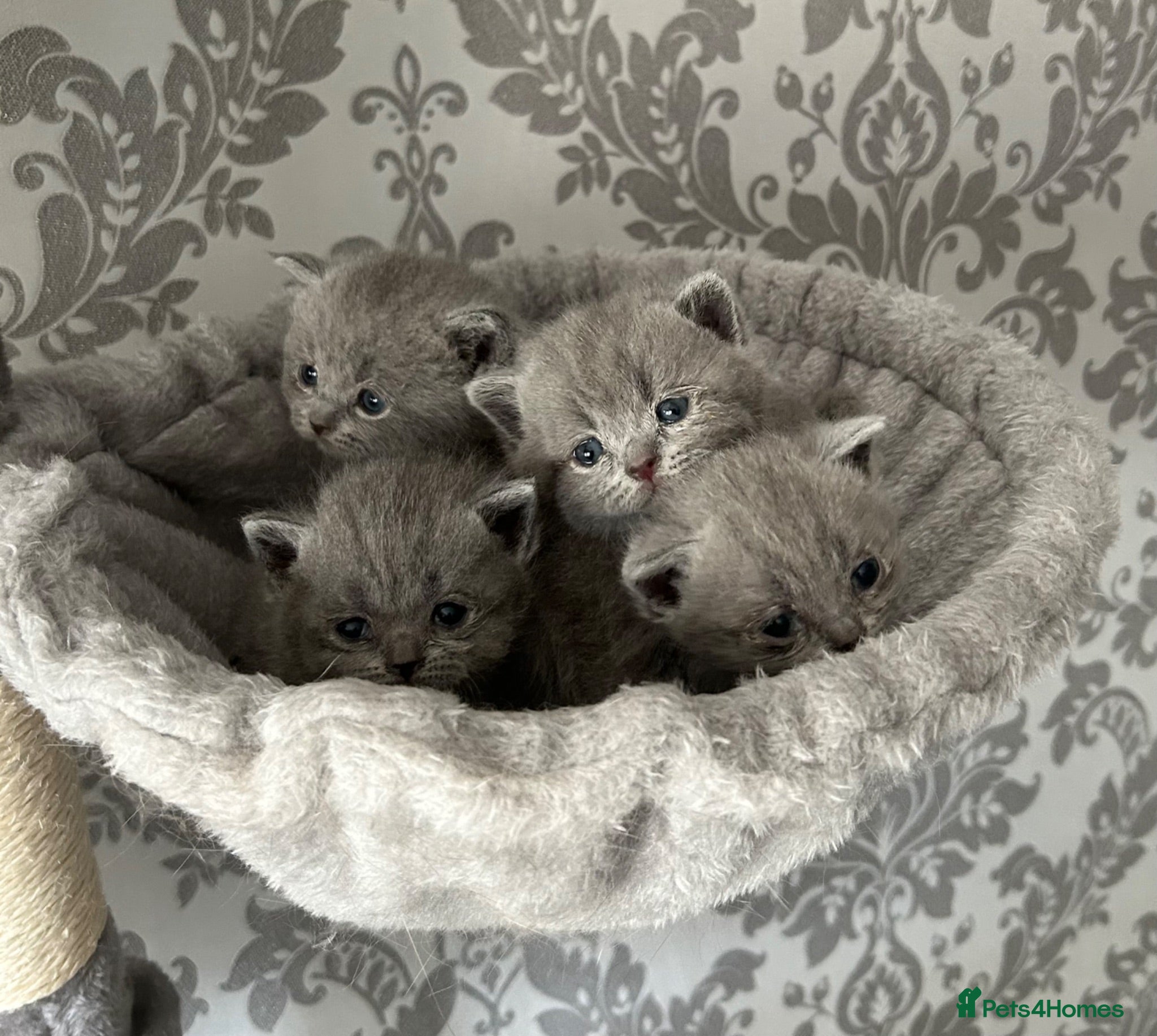 British Shorthair cats Gorgeous British shorthair kittens  - Advert 3