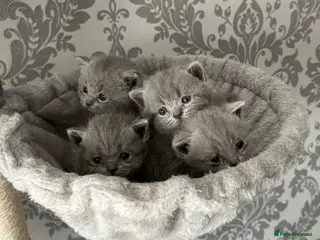 British Shorthair cats Gorgeous British shorthair kittens - Advert 4