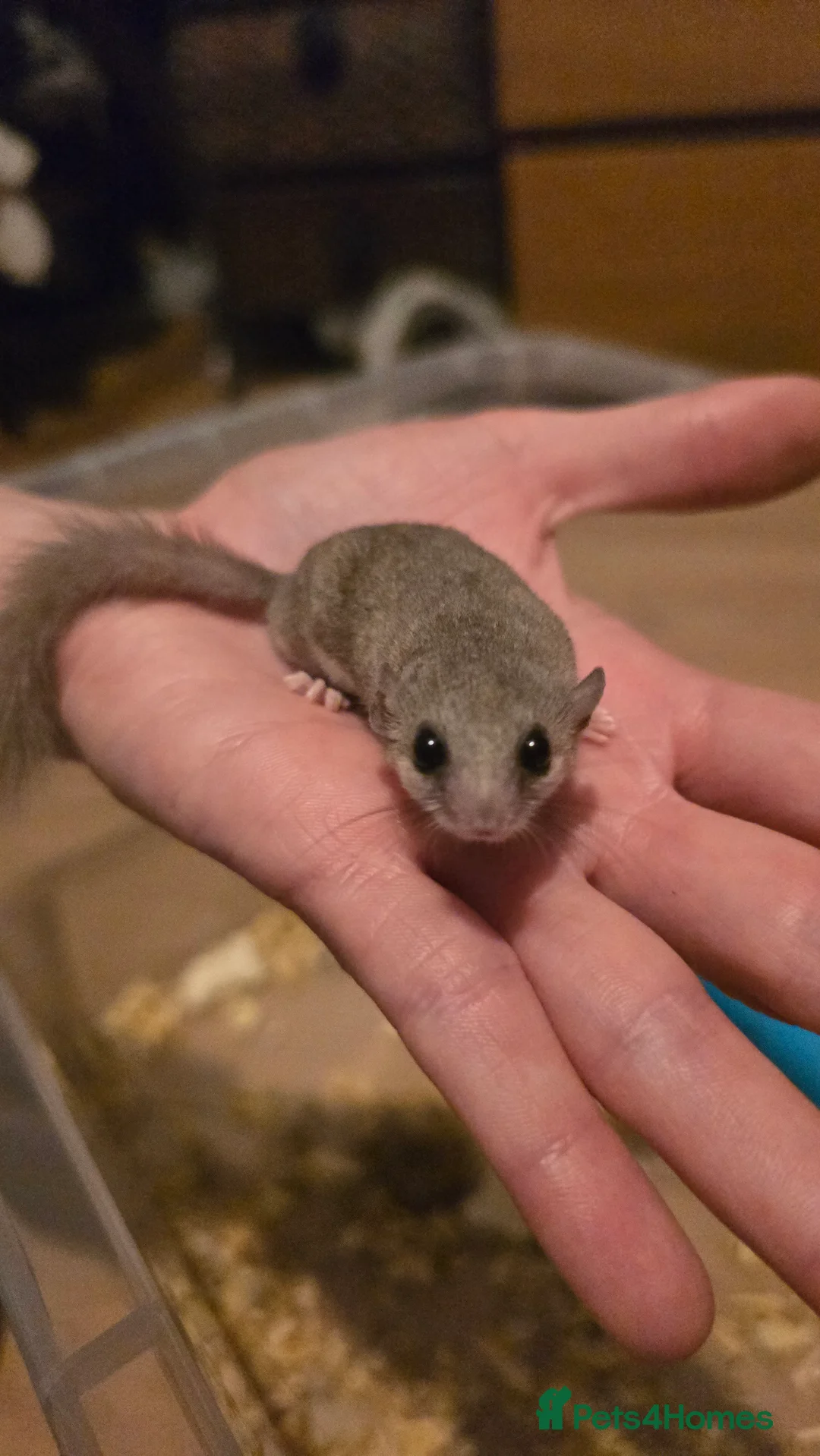 Mixed Breed rodents for sale: Young Dormice for sale – £10 each(group only) in Huntingdon - Advert 2