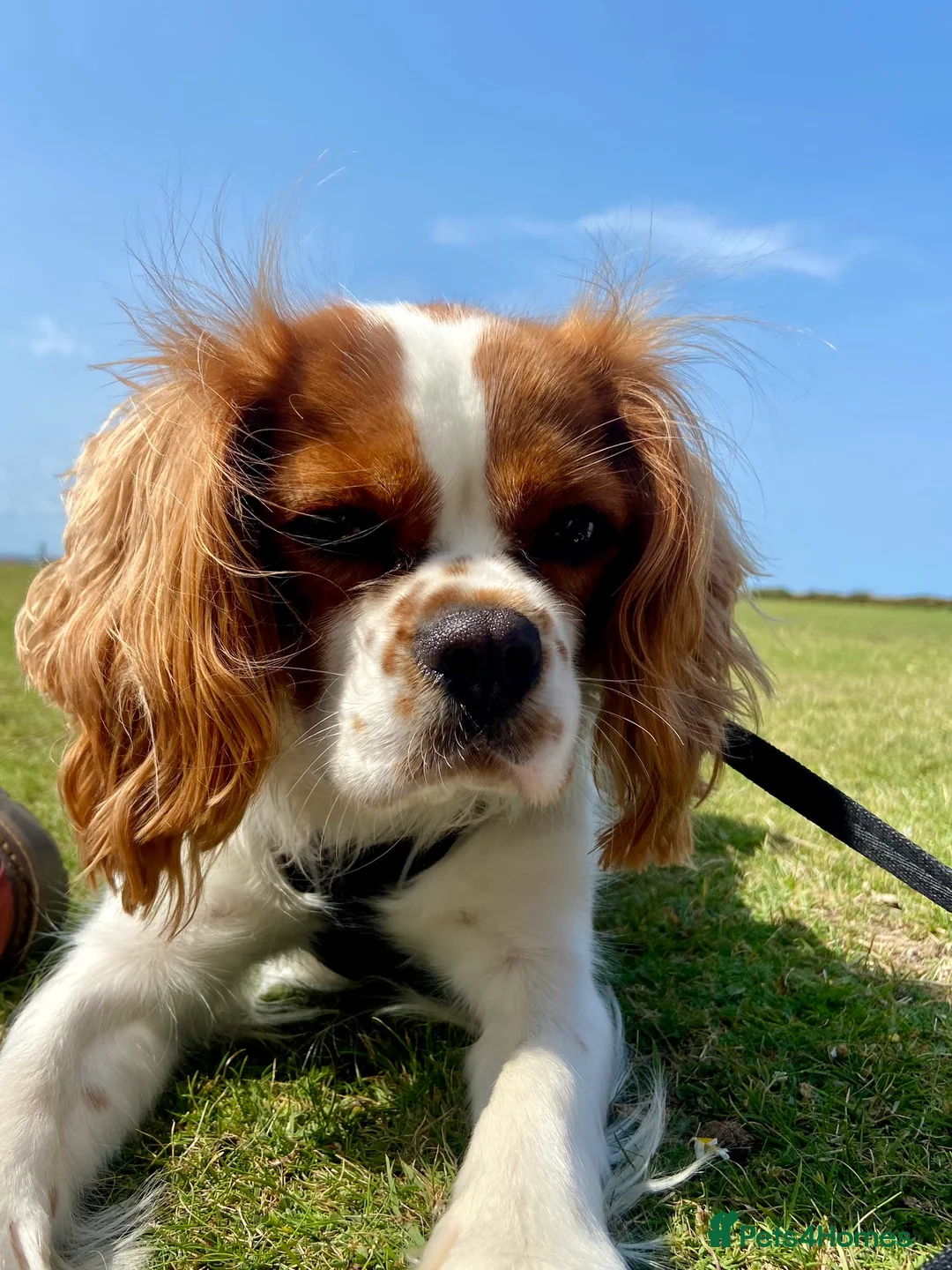 Cavapoo dogs for sale: Red Cavapoos in Barnstaple - Advert 1