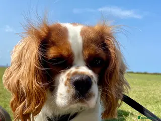 Cavapoo dogs Red Cavapoos in Barnstaple - Advert 2