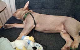 French Bulldog dogs for sale: Bruno  - Image 6
