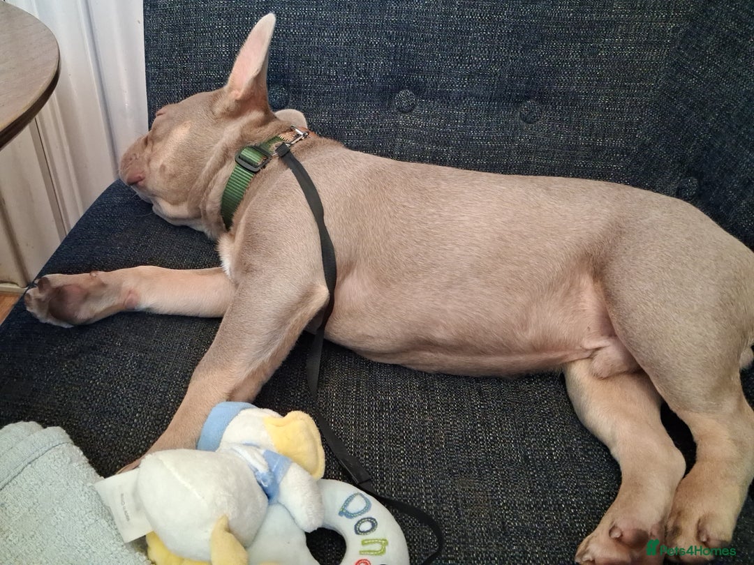 French Bulldog dogs for sale: Bruno  - Image 6