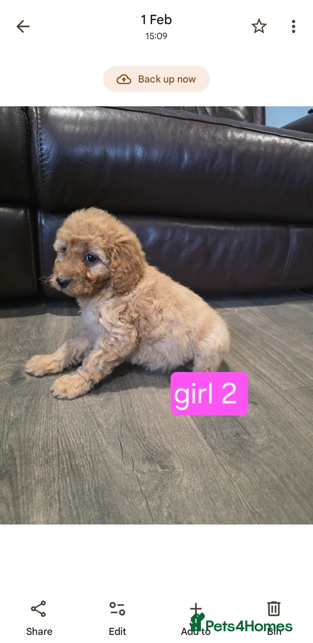 Cockapoo dogs for sale: Adorable Cockapoo pups ready to go 🐾 - Advert 9