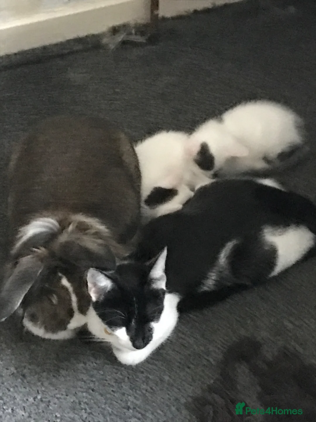 English rabbits for sale: Fluffy grey and white rabbit  in Carnoustie - Advert 2