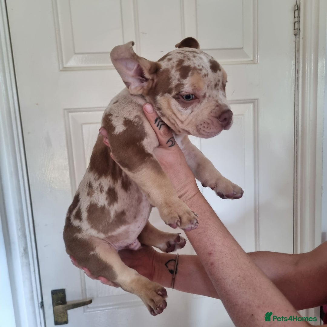 American Bully dogs for sale: David  - Image 34