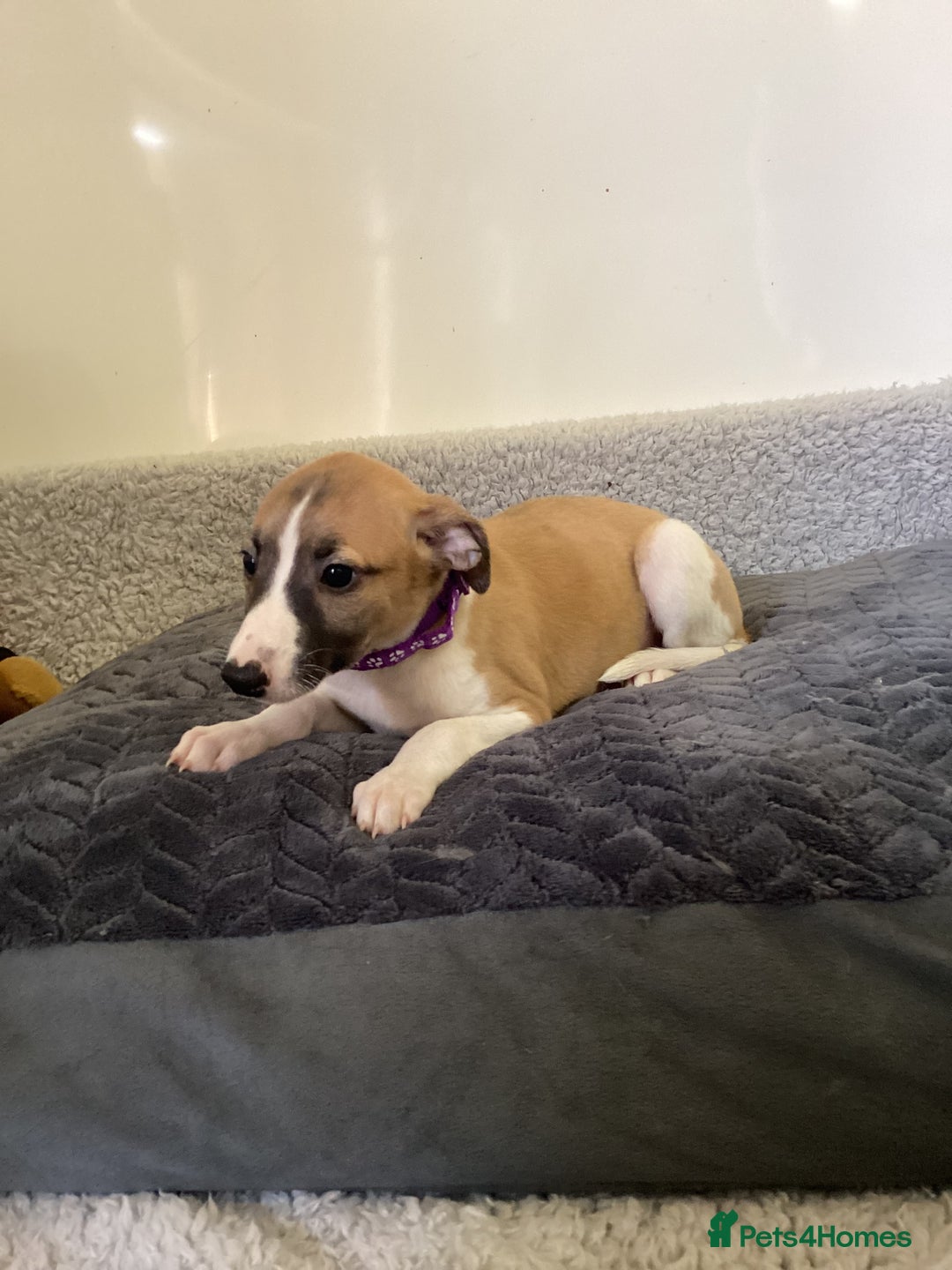 Whippet dogs for sale: Whippet puppies  - Image 11