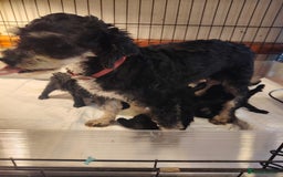 Shihpoo dogs for sale: 3 shihpoo pups  - Image 6