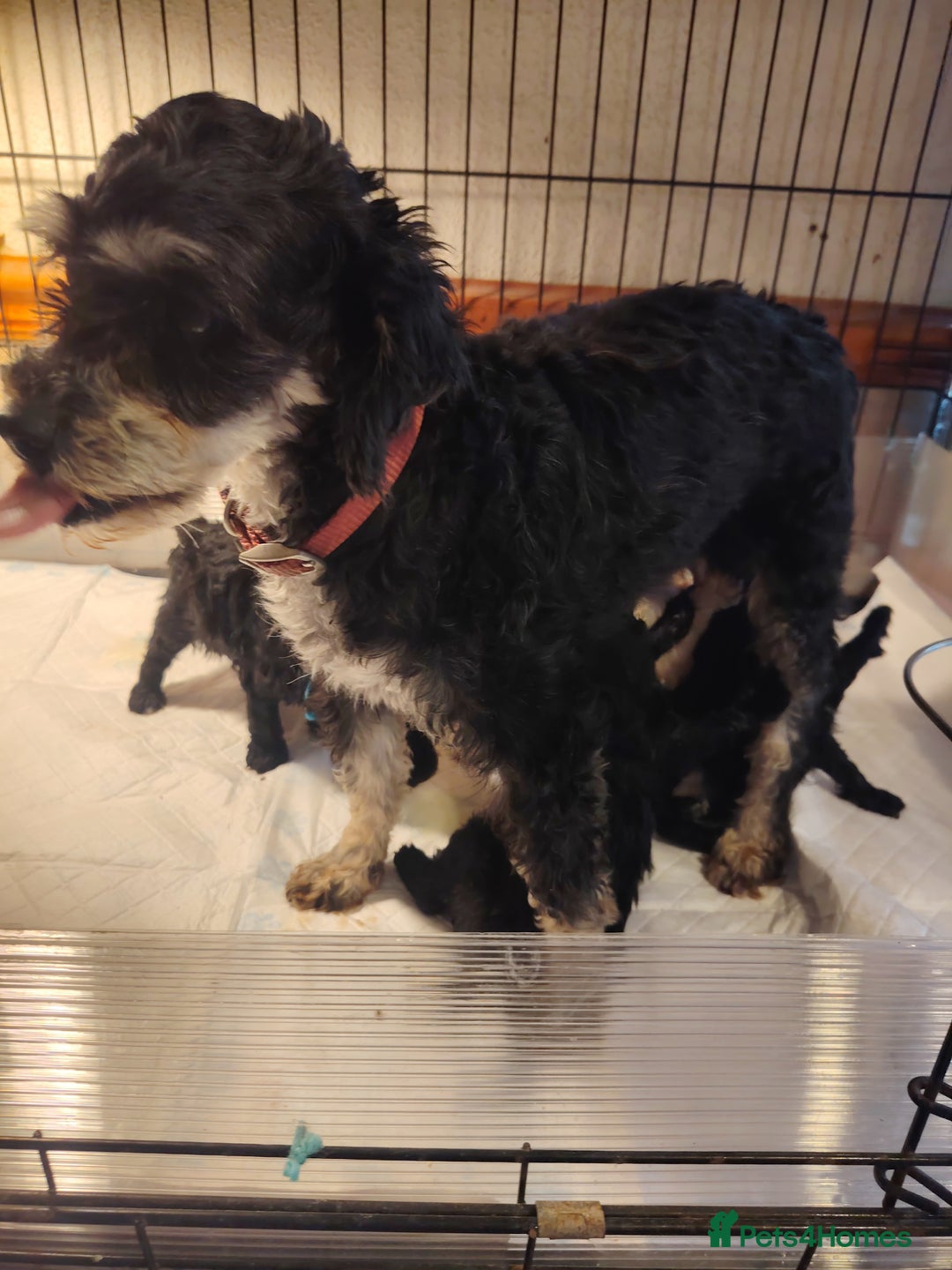 Shihpoo dogs for sale: 3 shihpoo pups  - Image 6