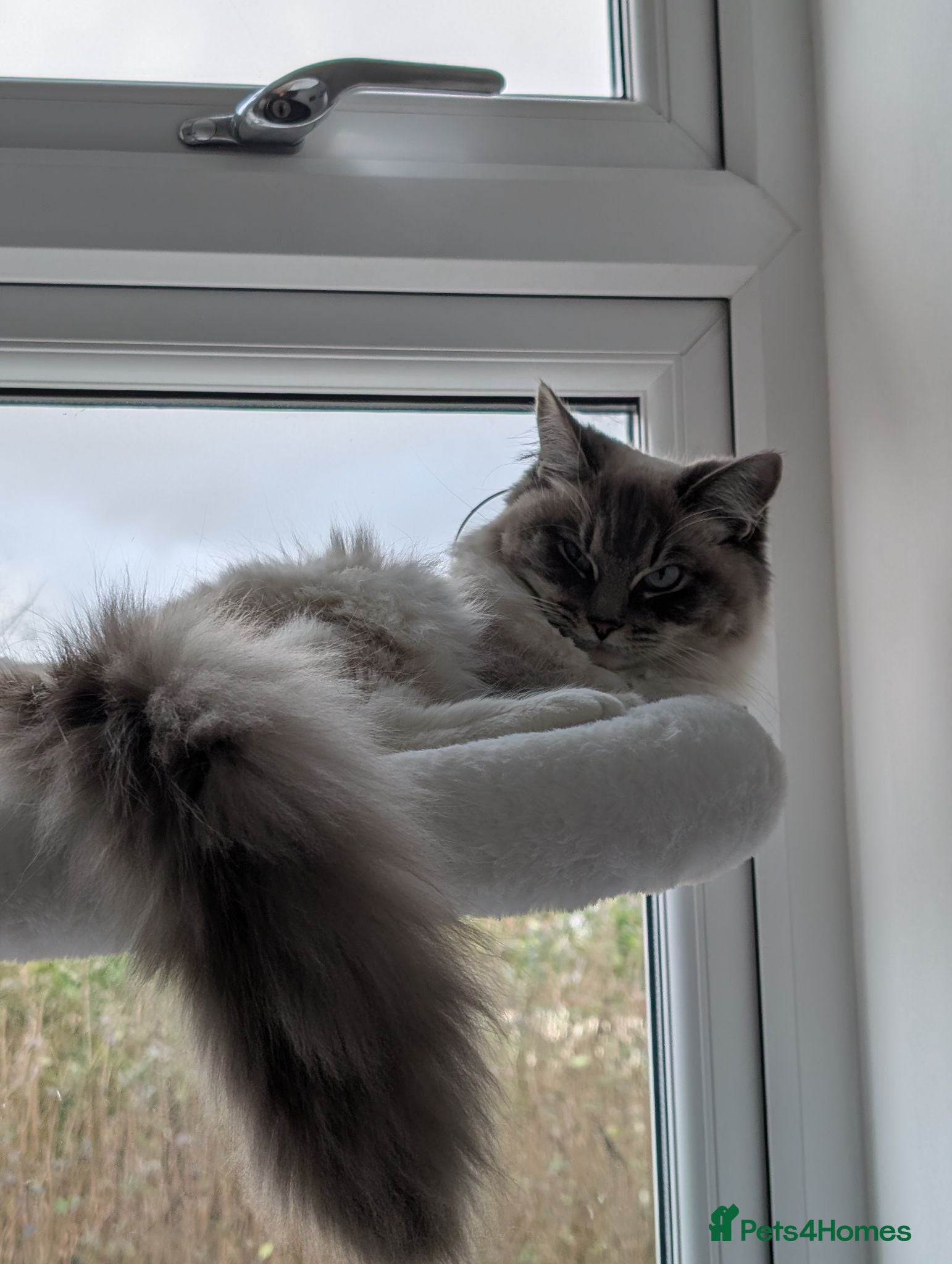 Ragdoll cats Indoor Ragdoll Cat  - Advert 1
