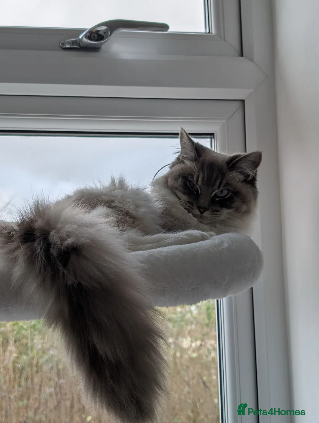 Ragdoll cats for sale: Indoor Ragdoll Cat  - Advert 1