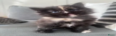 Persian Kitten 2