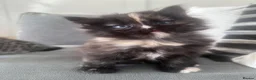 Persian cats for sale: 3 beautiful persian kittens - Advert 8