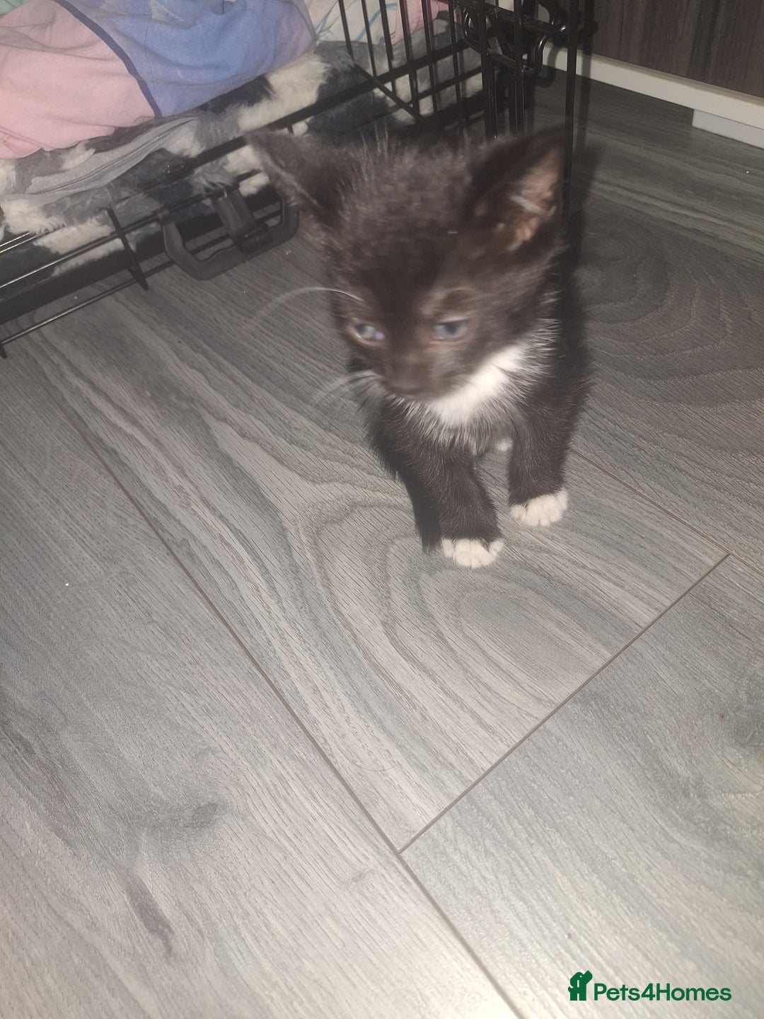 Domestic Shorthair cats for sale: Stunning kittens for sale. - Advert 8