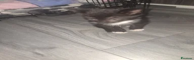 Domestic Shorthair Kitten 1