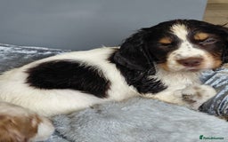 Sprocker dogs for sale: *BEAUTIFUL SPROKER PUPPIES * - Advert 13