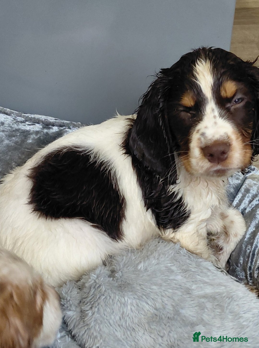 Sprocker dogs for sale: *BEAUTIFUL SPROKER PUPPIES * - Advert 13