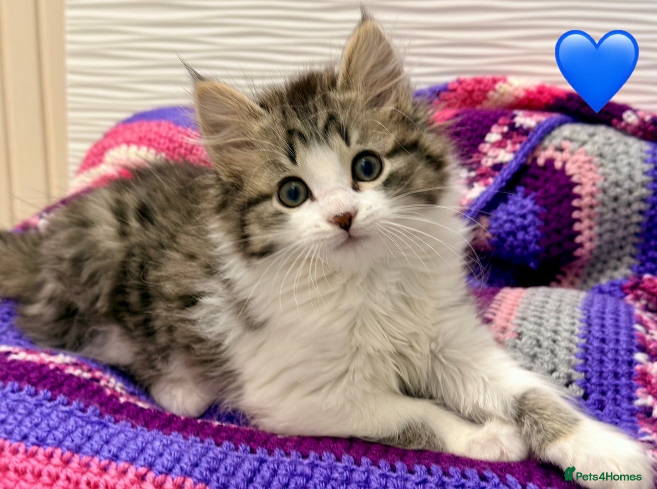 Mixed Breed cats 💖 MAINE COON X RAGDOLL *PARENTS HEALTH TESTED* 💖 - Advert 3