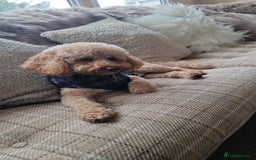 Toy Poodle dogs for stud: For Stud £175 in Leeds - Image 1
