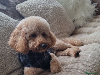 Toy Poodle dogs in Leeds - Advert 16