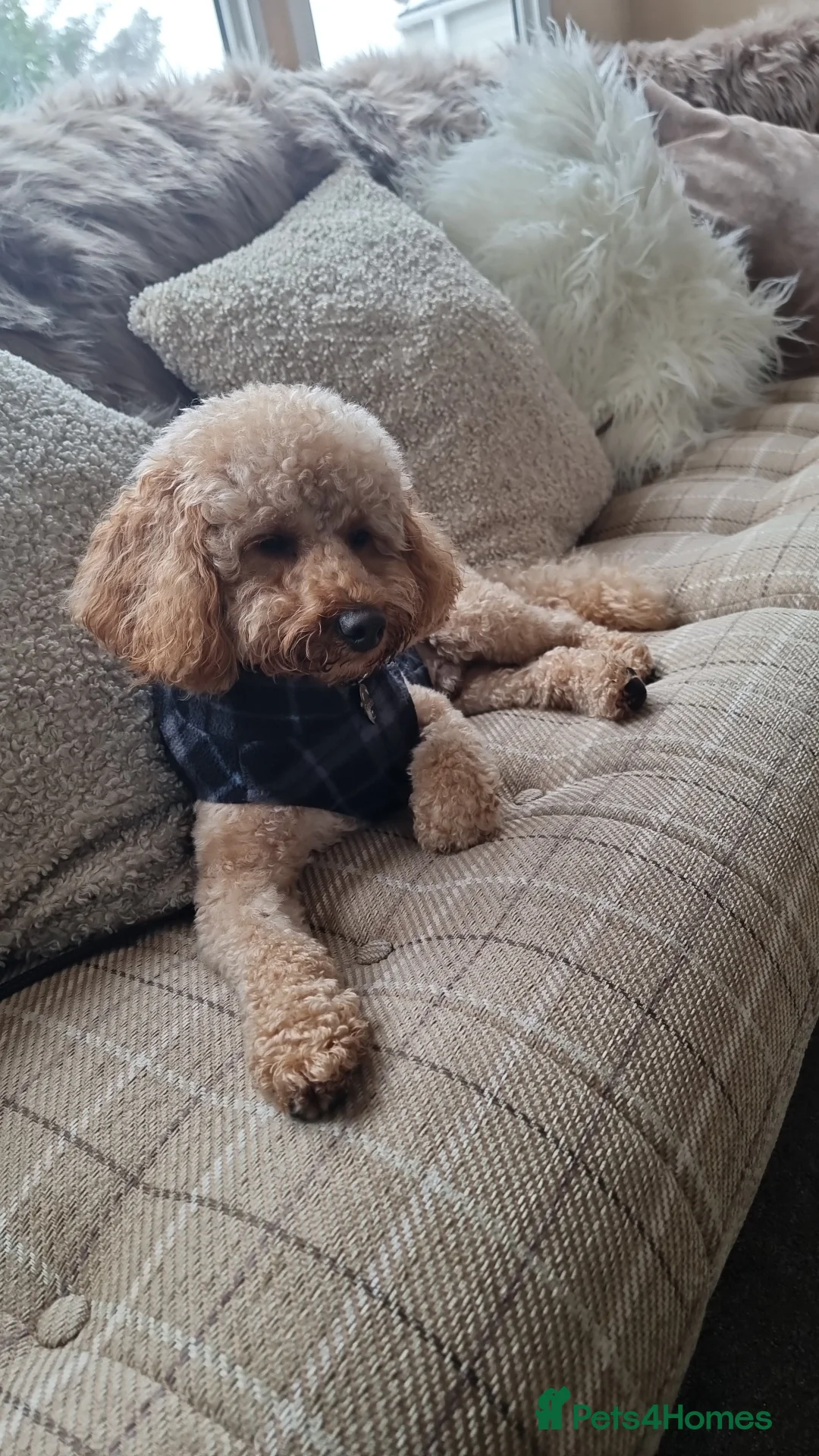 Toy Poodle dogs for stud: For Stud £175 in Leeds - Advert 1