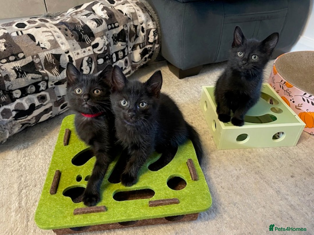 Domestic Shorthair cats for sale: 7 beautiful kittens!!!🐈‍⬛🐈‍⬛🐈‍⬛ - Image 8