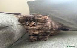 British Shorthair cats for sale: 2 beautiful kittens left  - Image 4