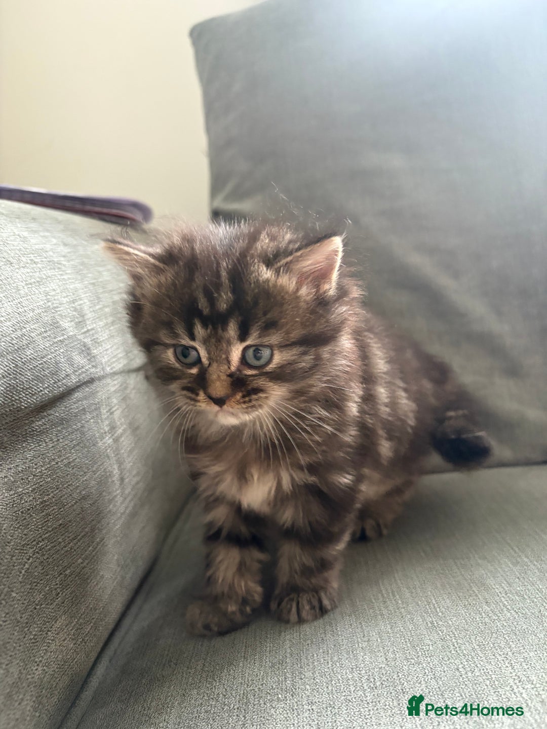British Shorthair cats for sale: 2 beautiful kittens left  - Image 4