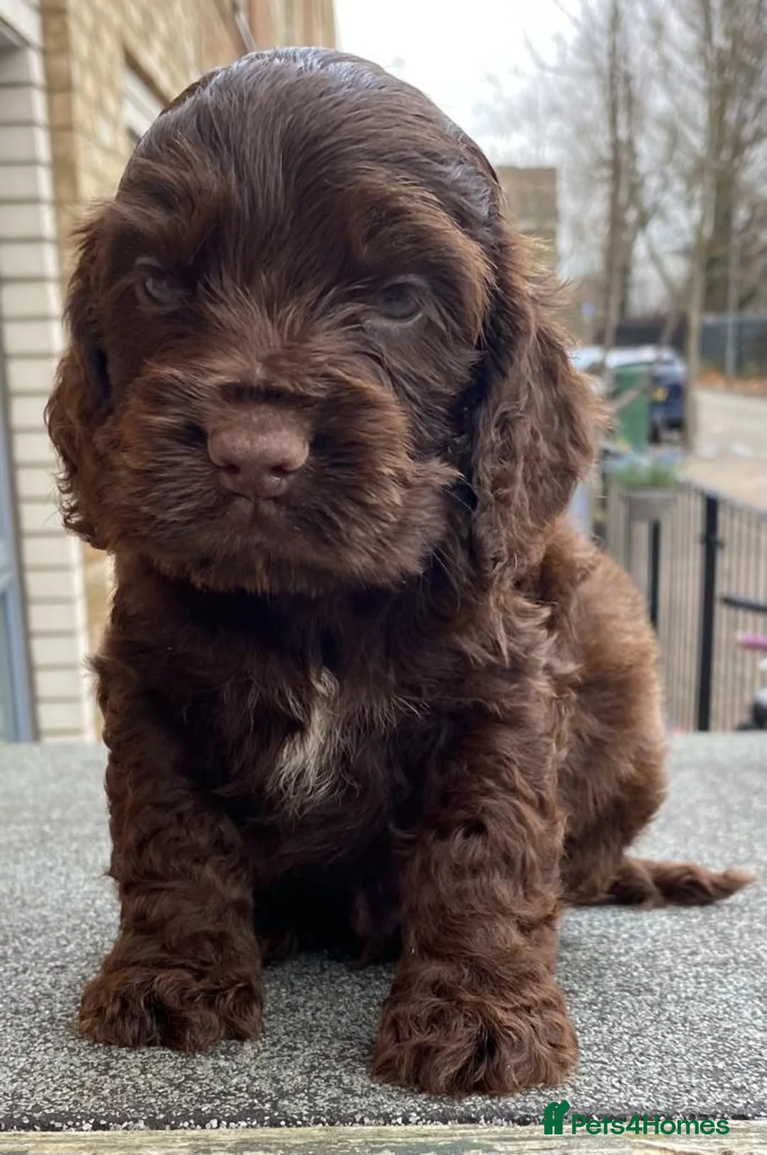 Cocker Spaniel dogs for stud: Show cocker health tested stud CHOCOLATE SABLE in Brentwood - Advert 17