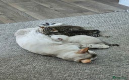 Bengal cats for sale: Beautiful Bengal Boy - Image 5