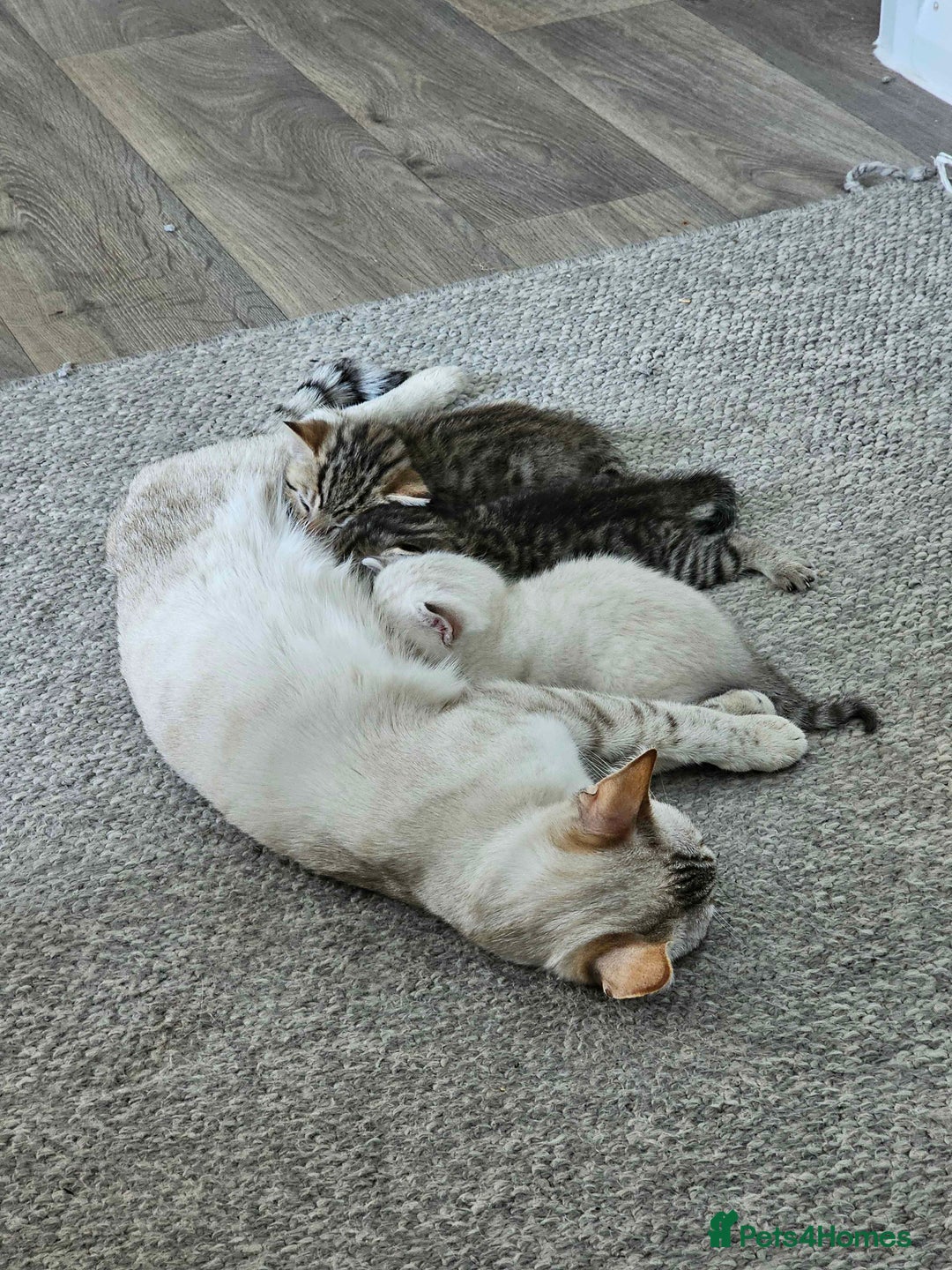 Bengal cats for sale: Beautiful Bengal Boy - Image 5