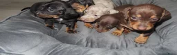 Miniature Dachshund dogs for sale: 5 Miniature Dachshund Puppies - Advert 5