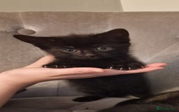 Mixed Breed cats for sale: ✨Adorable Kittens Ready for Their Forever Homes! ✨ - Advert 6