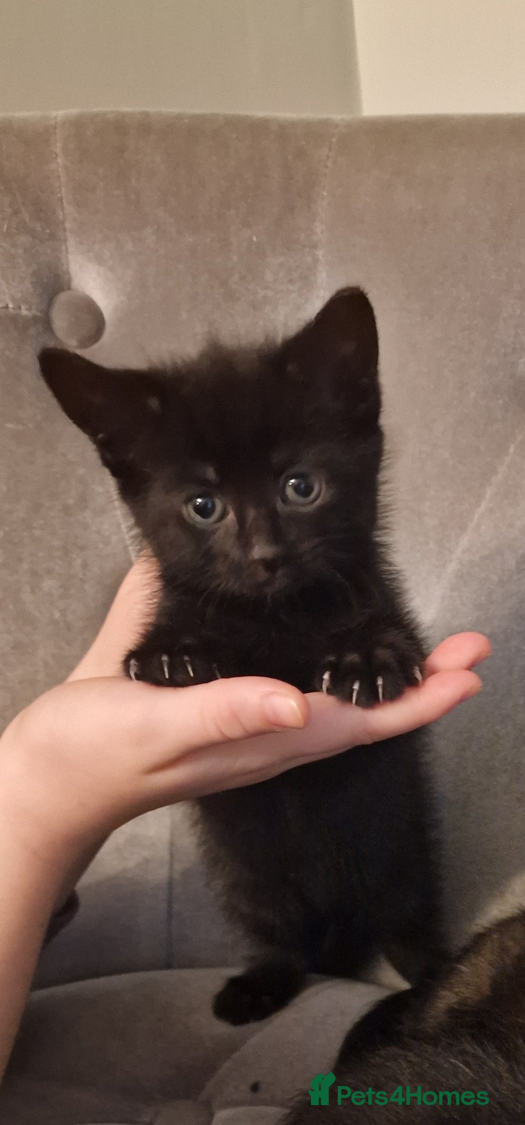 Mixed Breed cats for sale: ✨Adorable Kittens Ready for Their Forever Homes! ✨ - Advert 6