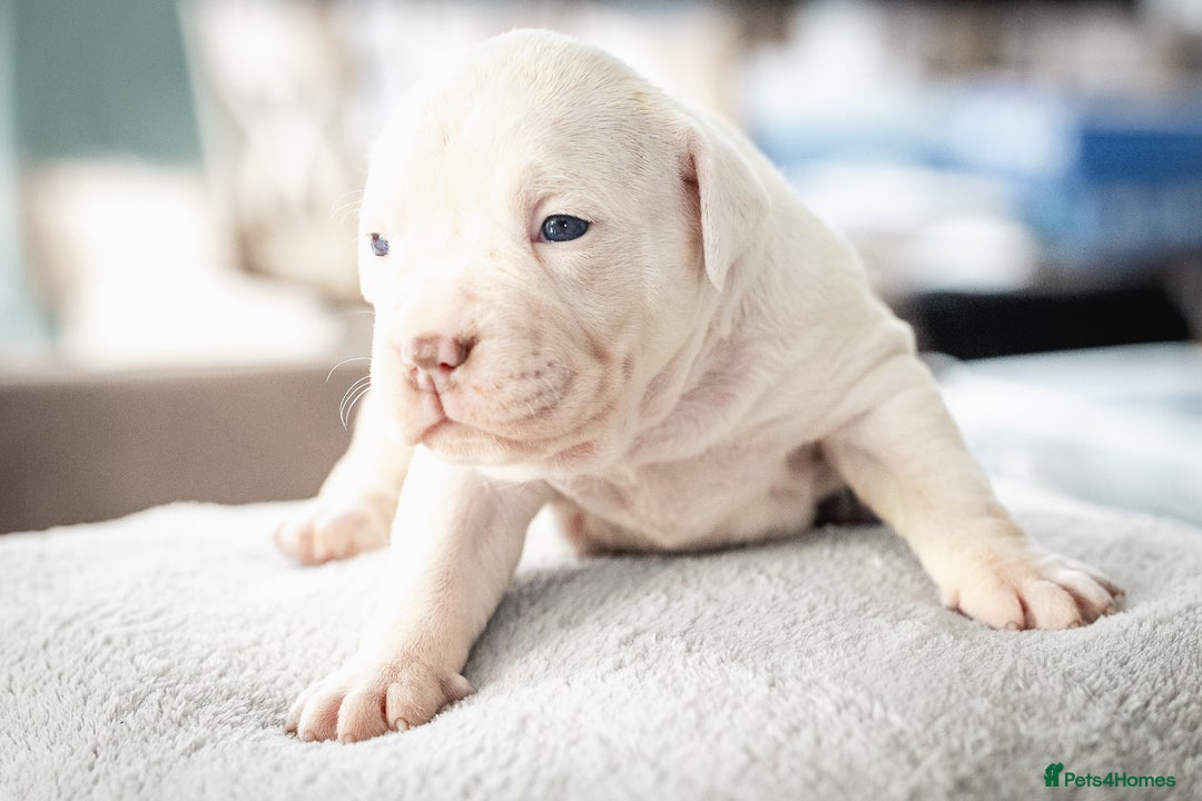 American Bull Staffy dogs for sale: American Staffordshire Bull Terriers - Image 2