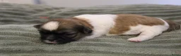 Shih Tzu dogs for sale: LOVELY SHIH TZU PUPPIES KC REG PEDIGREE  in Bootle - Advert 7