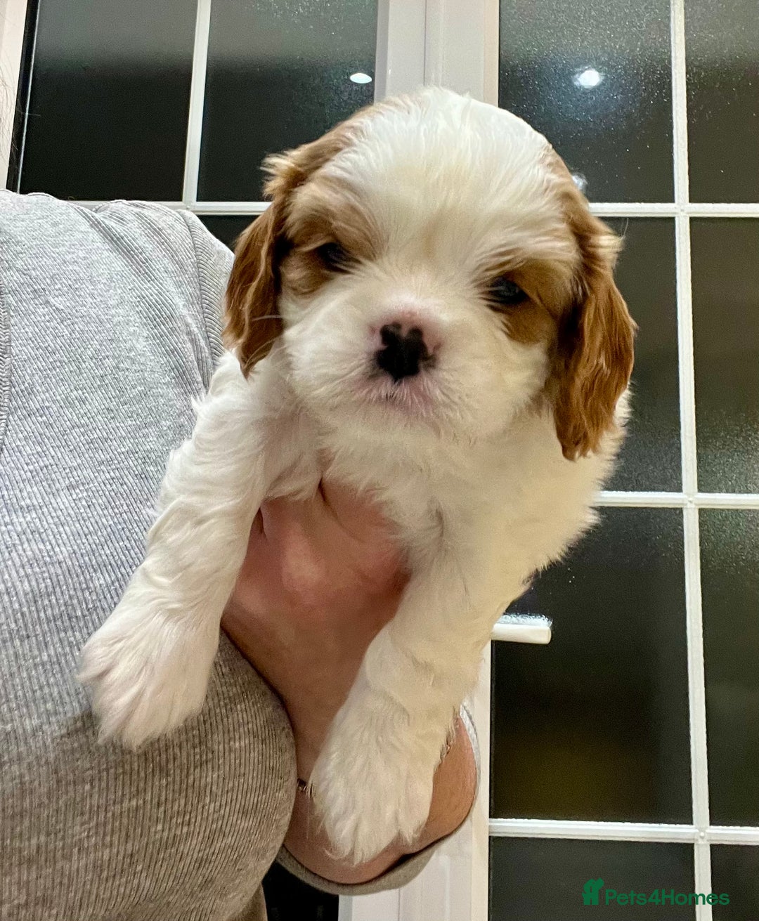Cavalier King Charles Spaniel dogs for sale: Champion Sired KC Reg Cavalier King Charles  - Image 17