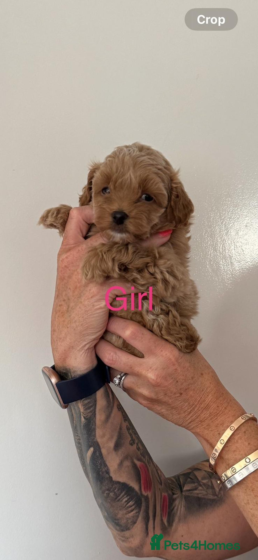 Maltipoo dogs for sale: Maltipoo in Brentwood - Image 10