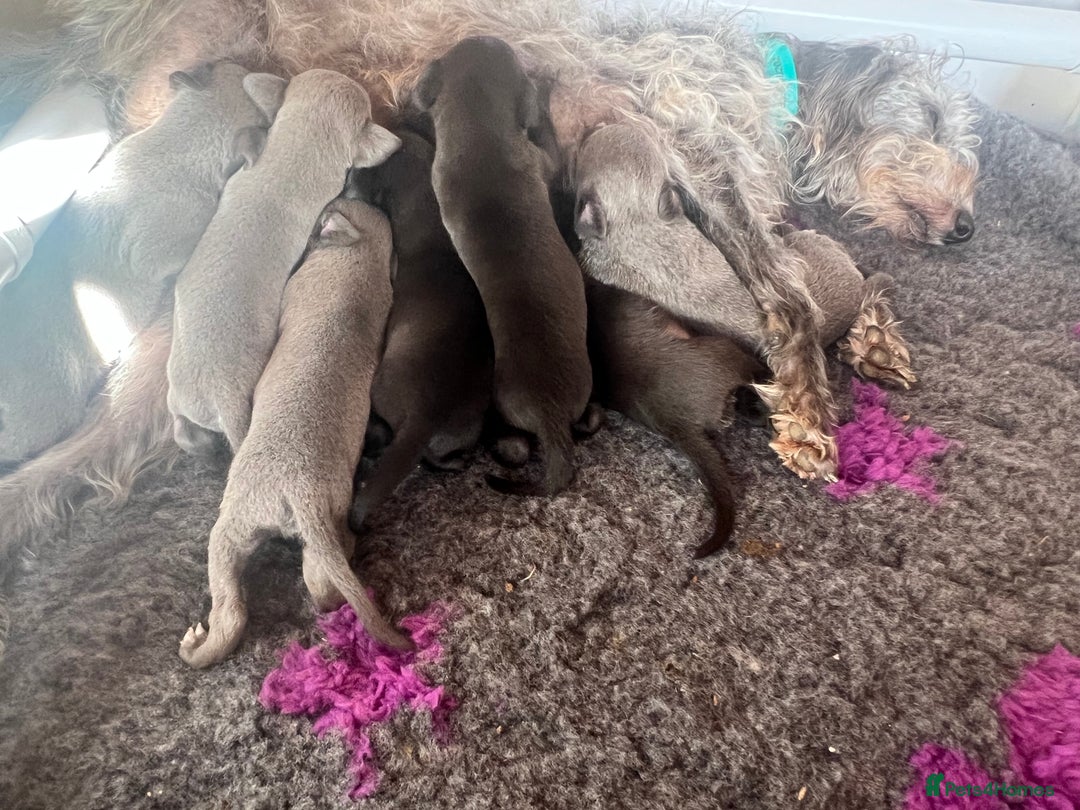 Whippet dogs for sale: Bedlington/Whippet Puppies - Advert 11