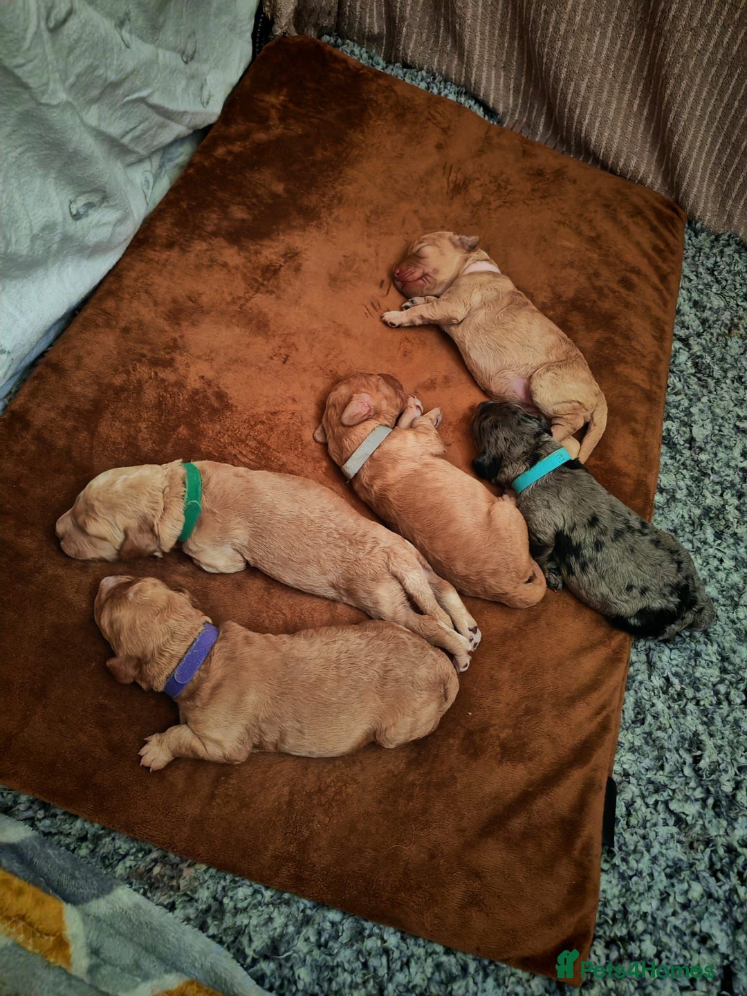 Cockapoo dogs for sale: Cockapoo Pups - Image 2