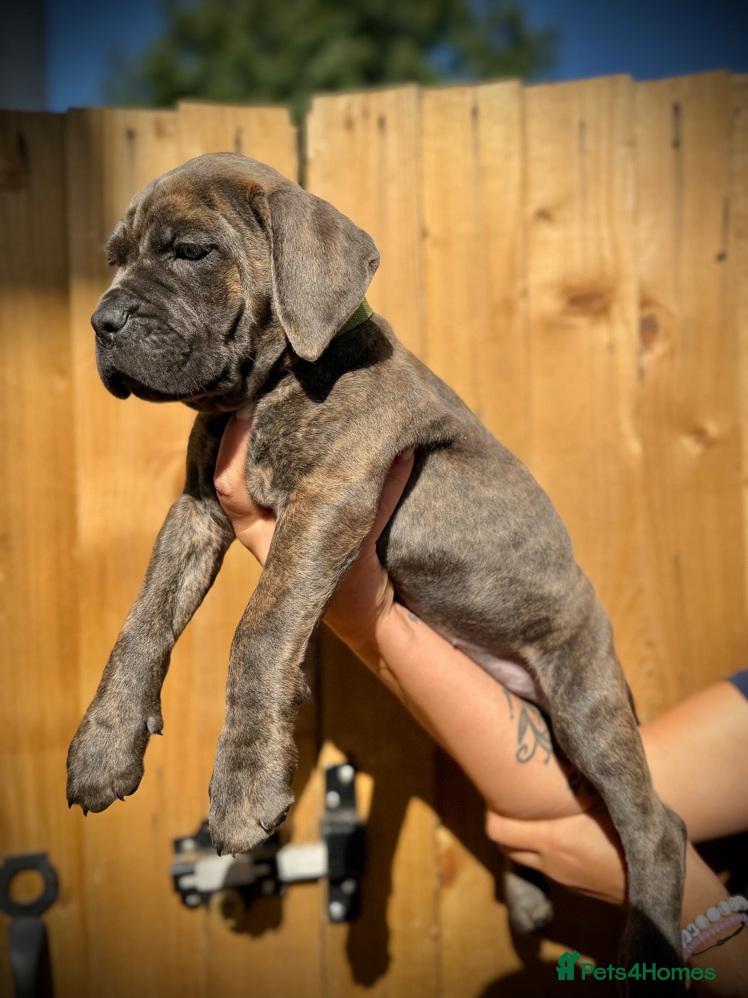 Cane Corso dogs 🐾 Balestra Magica Corso – Litter “K” 🐾 - Advert 2