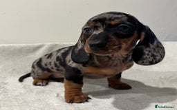 Miniature Dachshund dogs for sale: Gorgeous miniature dachshunds ready now  - Image 8