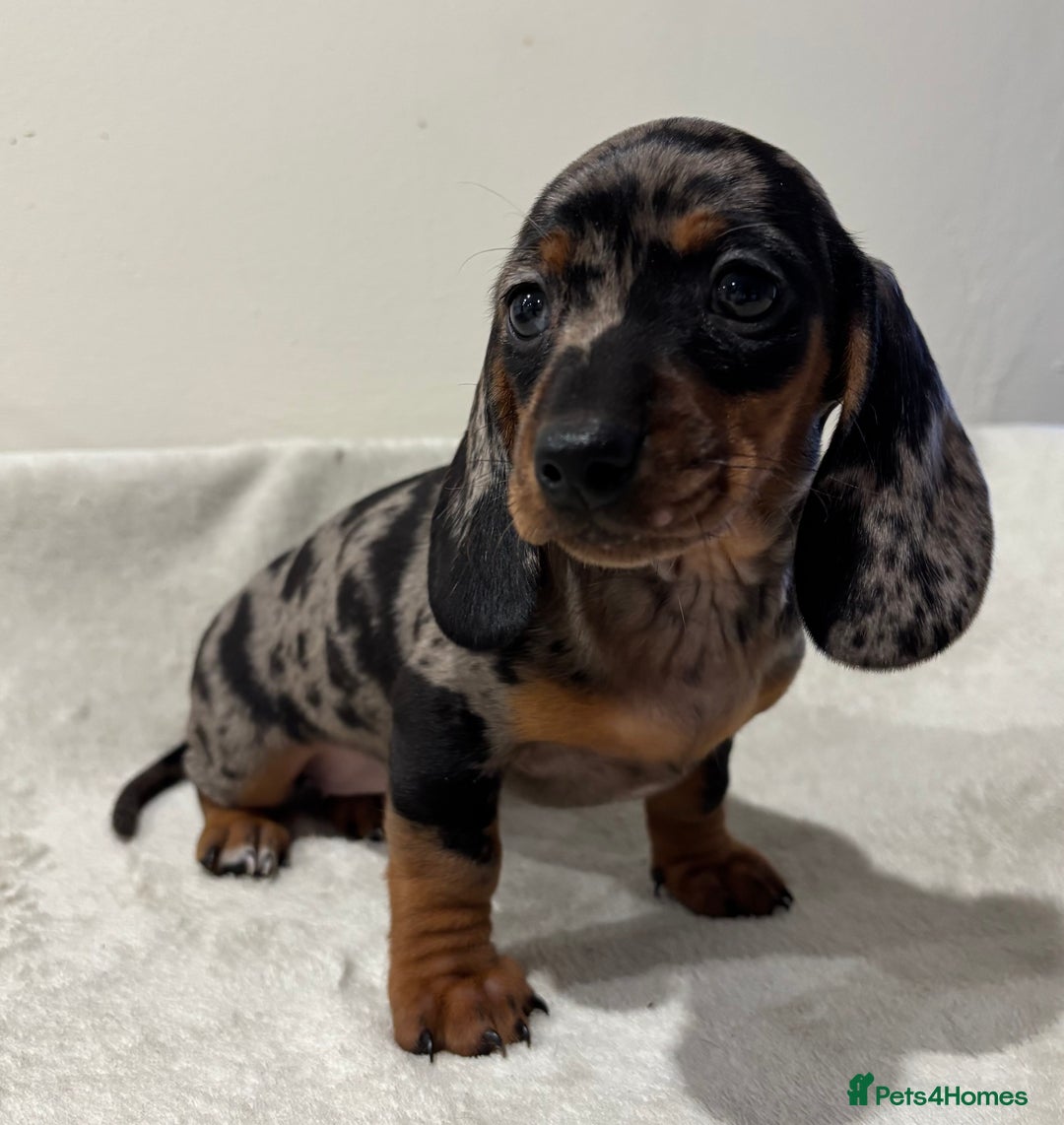 Miniature Dachshund dogs for sale: Gorgeous miniature dachshunds ready now  - Image 8