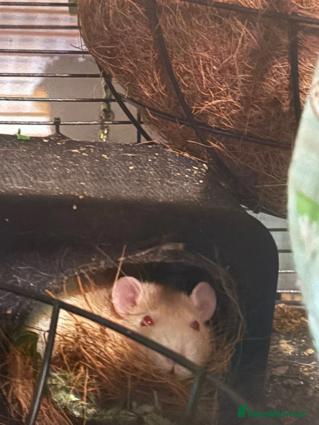 Rat rodents for sale: 2 beautiful female rats  in Manchester - Advert 2