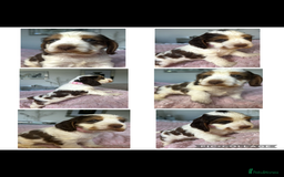 Cocker Spaniel dogs for sale: OUTSTANDING KC REG COCKER SPANIEL PUPPIES  - Image 19