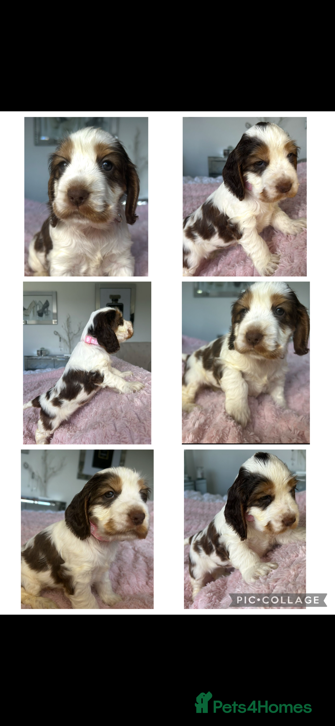Cocker Spaniel dogs for sale: OUTSTANDING KC REG COCKER SPANIEL PUPPIES  - Image 19
