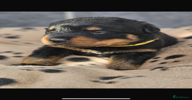Rottweiler dogs - Advert 9