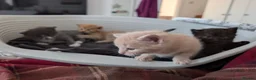 Maine Coon cats for sale: Main coon cross kittens!  - Advert 4