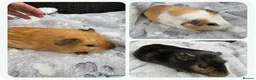 Guinea Pig rodents for sale: Baby guinea pigs - Advert 8