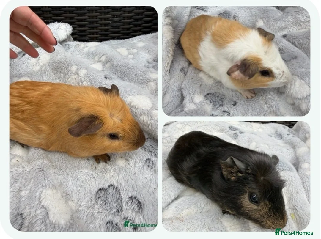Guinea Pig rodents for sale: Baby guinea pigs - Advert 8